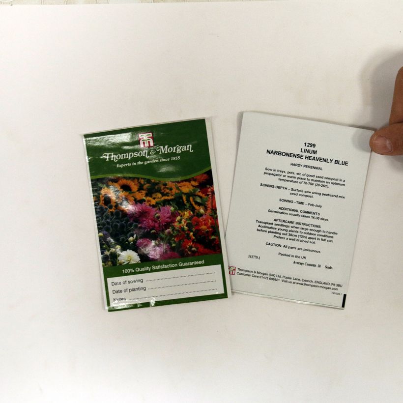 Exemplo de amostra de Graines de Lin vivace narbonense Heavenly Blue - Lin de Narbonne per pack of 30 seeds tal como entregue