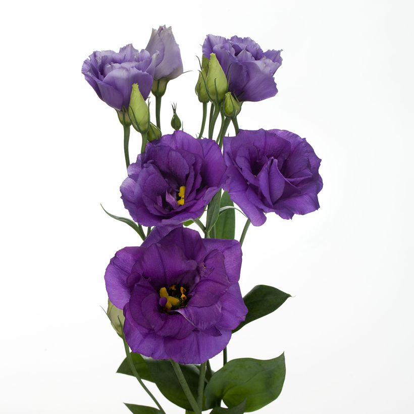 Lisianthus Cessna Blue em sementes (Floração)