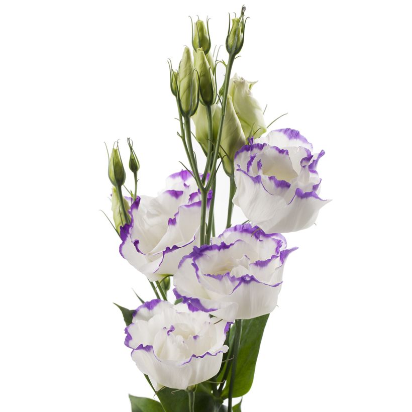 Lisianthus Cessna Blue Picotee em sementes (Floração)