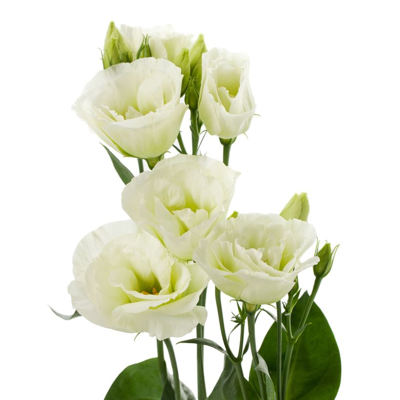 Lisianthus Cessna Green em sementes (Floração)