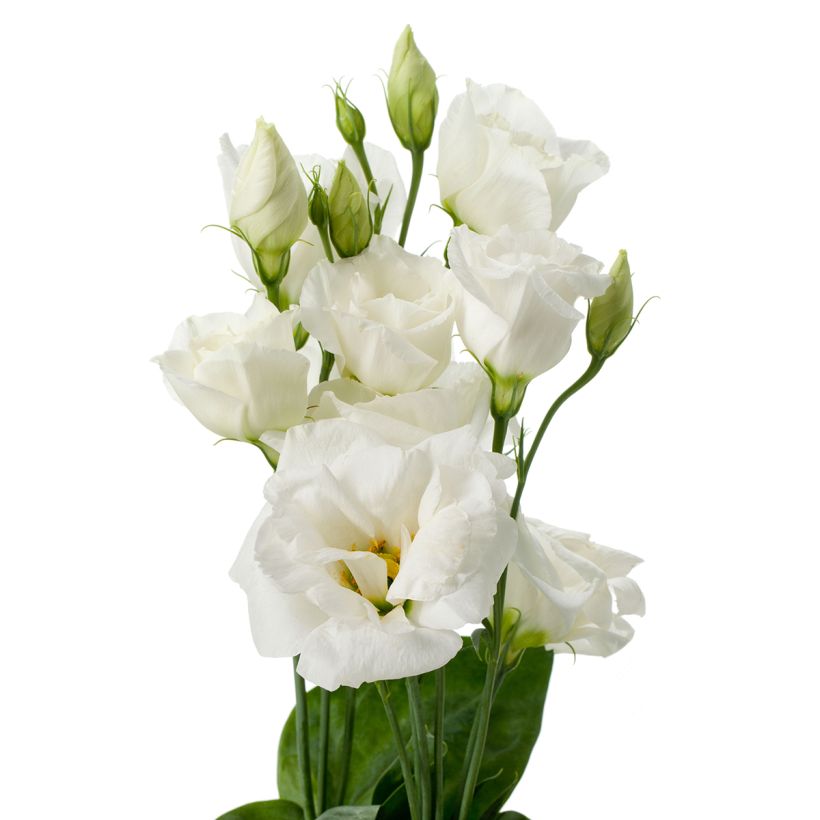 Lisianthus Cessna Pure White em sementes (Floração)