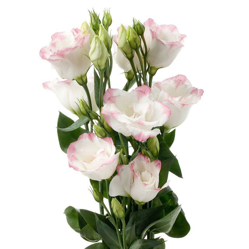 Lisianthus Cessna Rose Picotee III' em sementes (Floração)