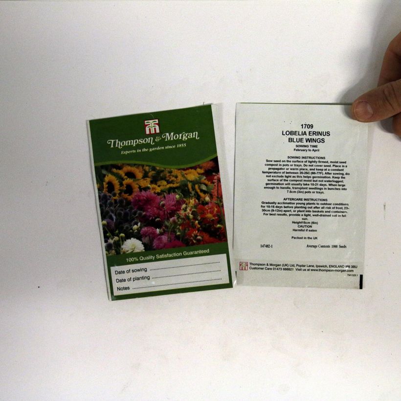 Exemplo de amostra de Graines de Lobelia erinus Blue Wings  die Tüte mit 1000 Samen tal como entregue