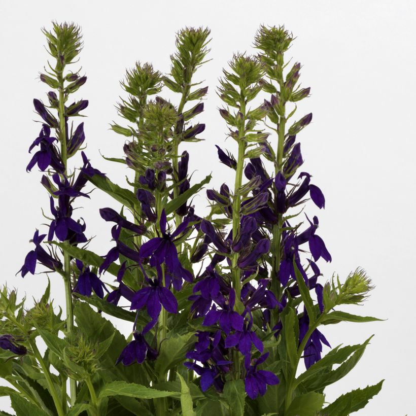 Lobélia speciosa Starship Blue em sementes (Floração)