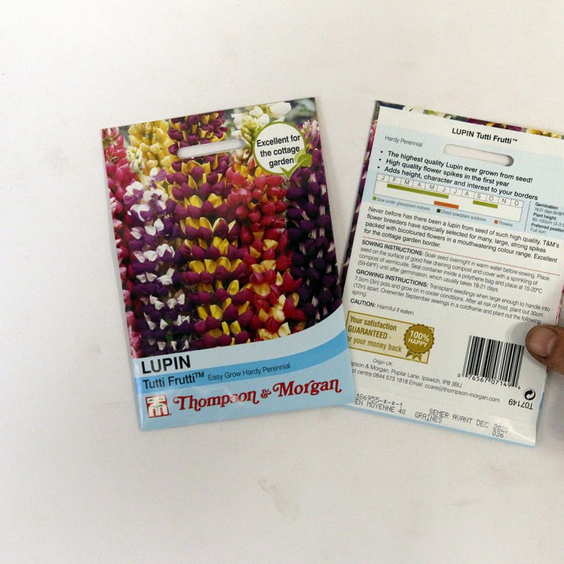 Exemplo de amostra de Graines de Lupin vivace Tutti Frutti en mélange - Lupinus polyphyllus per pack of 40 seeds tal como entregue