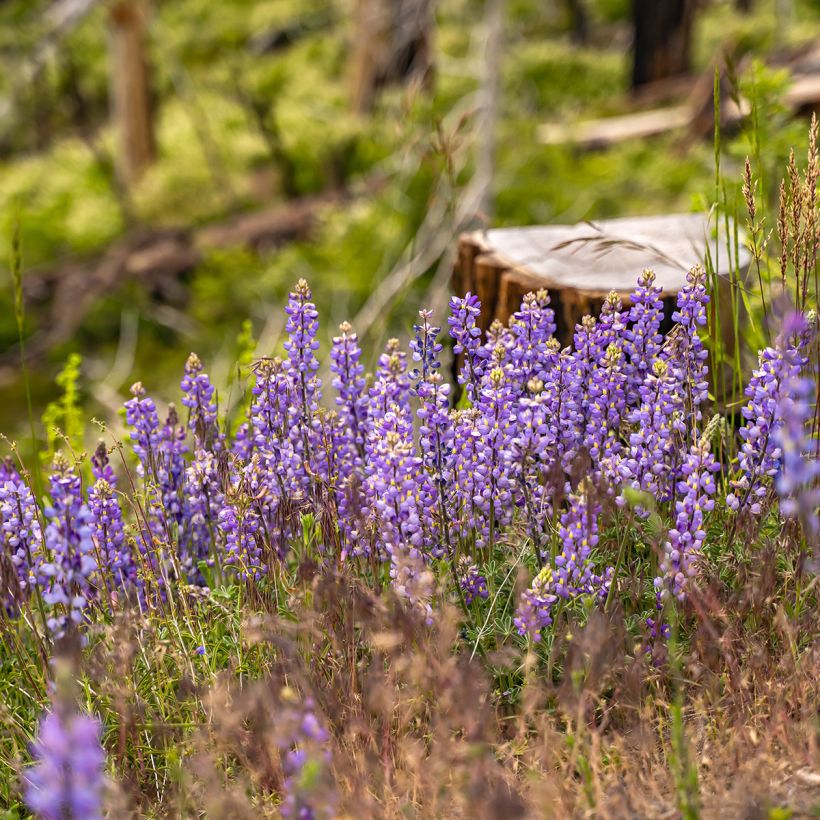 Lupinus perennis em sementes (Hábito)