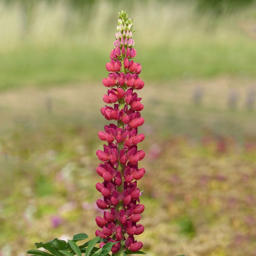 Lupinus Russell Hybrids Mon Château rouge em sementes (Floração)