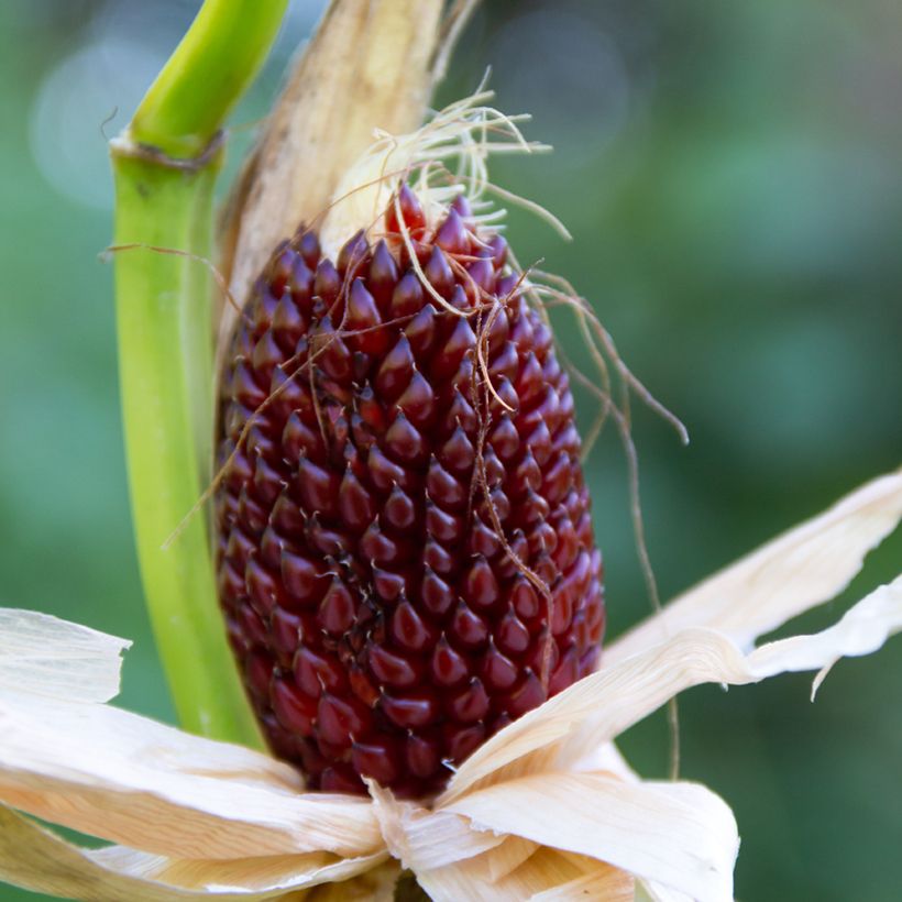 Zea mays Fraise em sementes (Colheita)