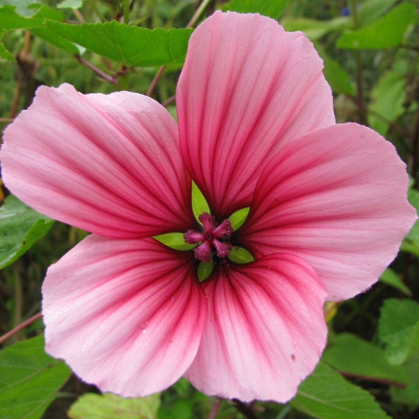 Malope trifida Mixed em sementes (Floração)