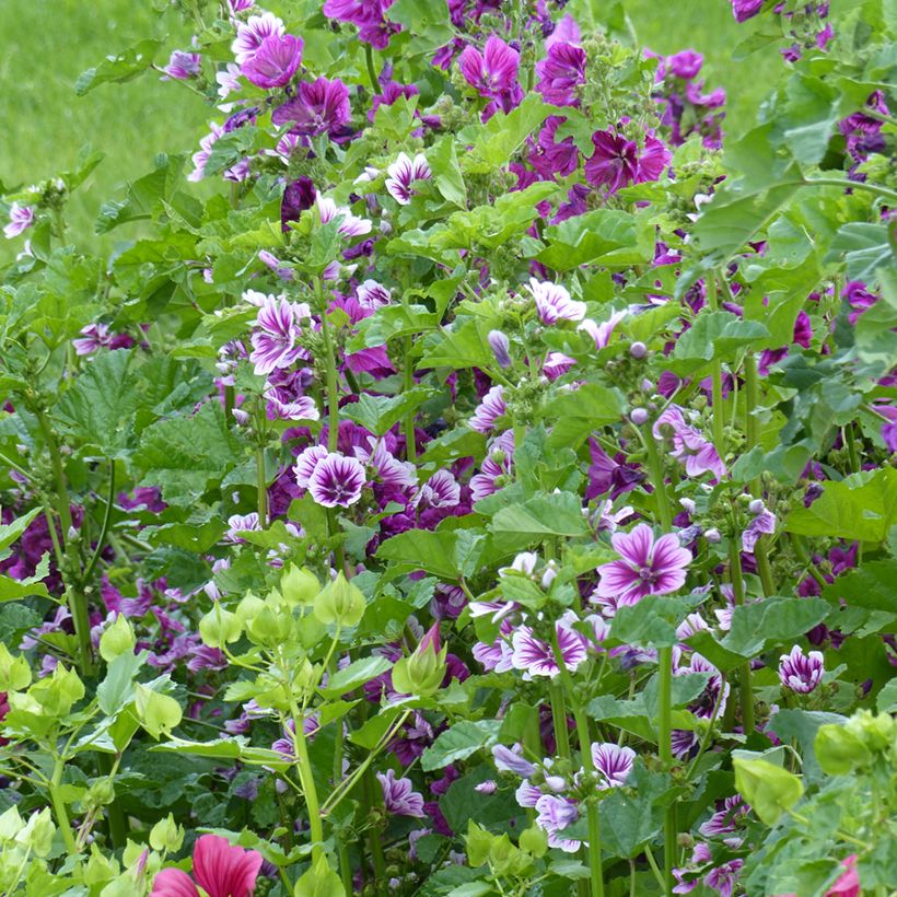 Malva silvestre Purple Zebra Mix (Mauritiana & Zebrina) em sementes (Hábito)