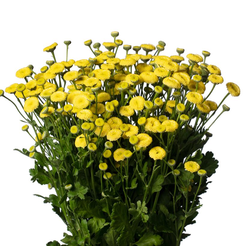 Tanacetum parthenium Amazone em sementes (Floração)