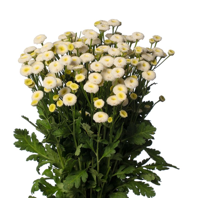 Tanacetum parthenium Baya em sementes (Floração)