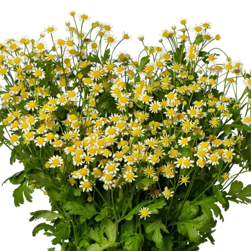 Tanacetum parthenium Camilla em sementes (Floração)