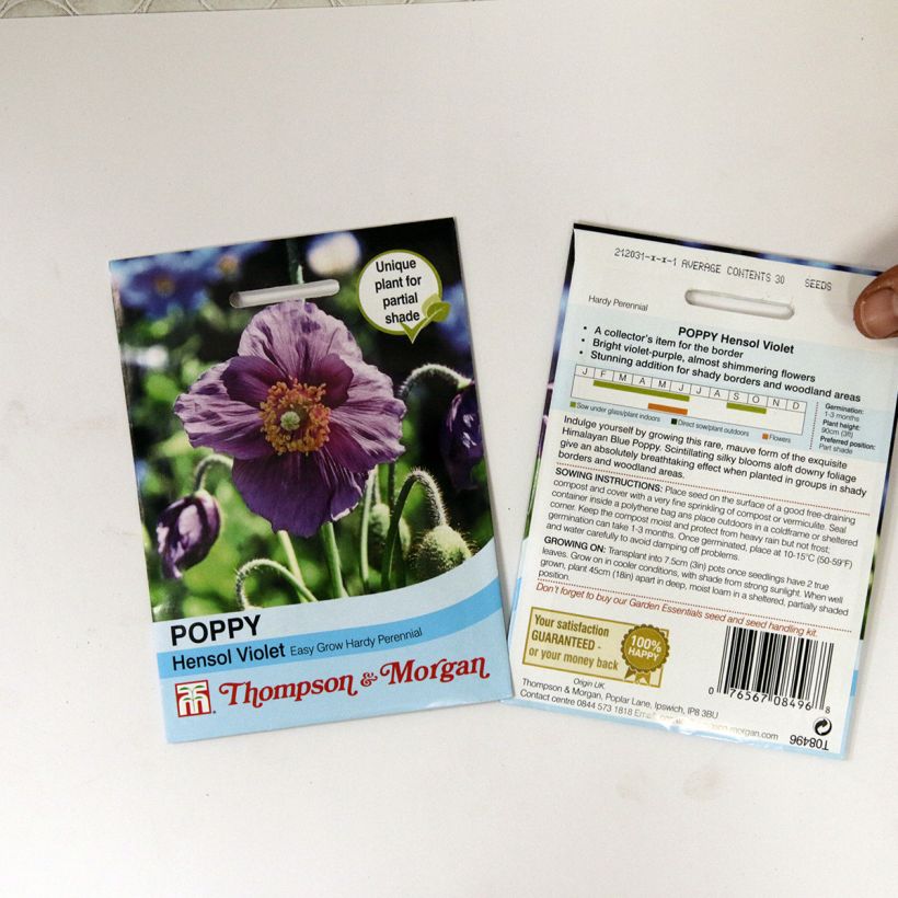 Exemplo de amostra de Graines de Meconopsis baileyi Hensol Violet - Pavot de l'Himalaya mauve per pack of 40 seeds tal como entregue
