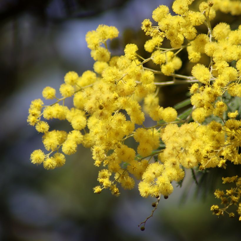 Acacia dealbata em sementes (Floração)