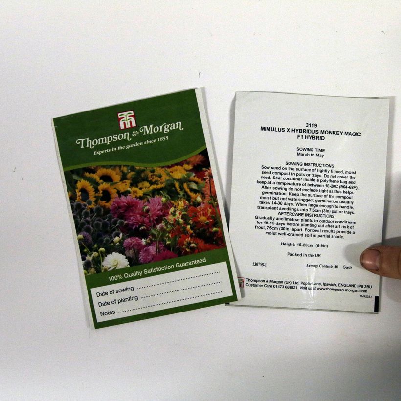 Exemplo de amostra de Graines de Mimulus Monkey Magic F1 Hybrid  per pack of 40 seeds tal como entregue