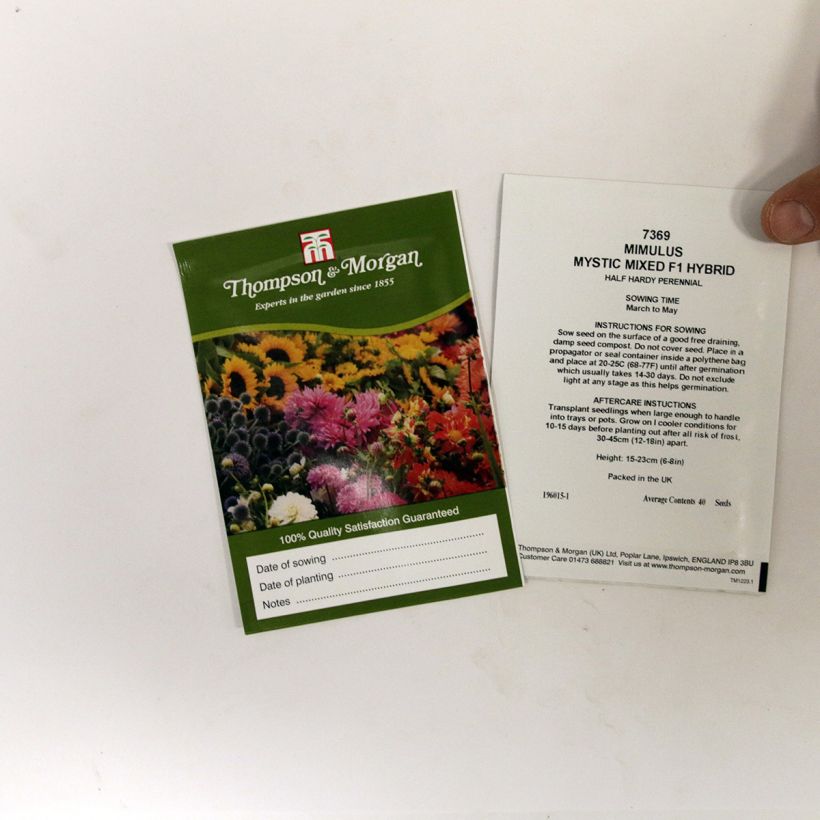 Exemplo de amostra de Mimulus Mystic Mixed F1 Hybrid em sementes o saco de 50 sementes aproximadamente tal como entregue