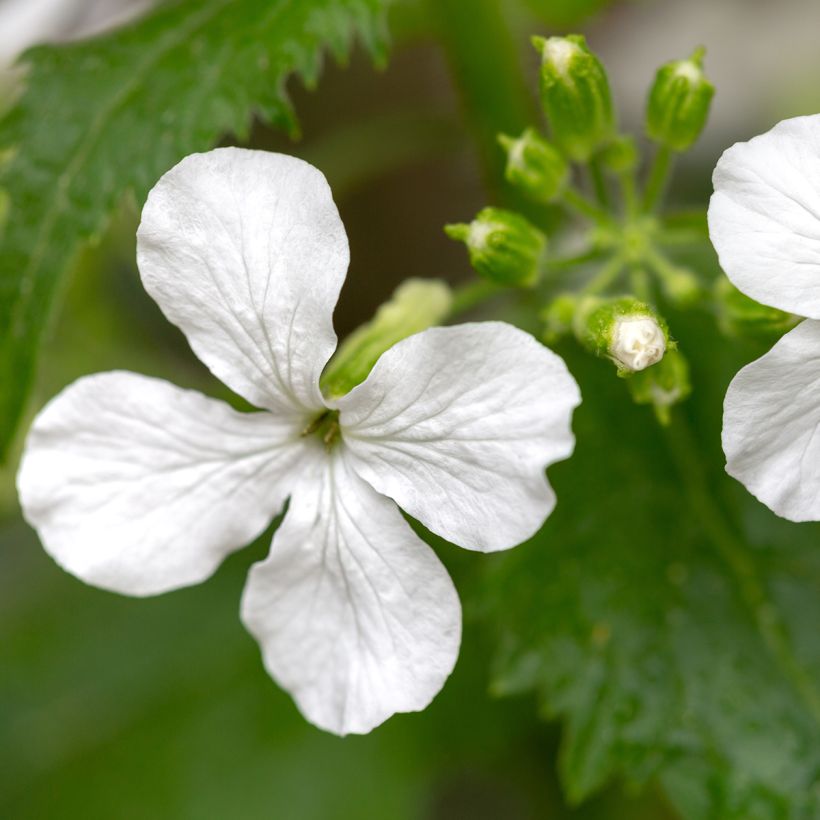 Moeda-do-papa branco em sementes (Floração)