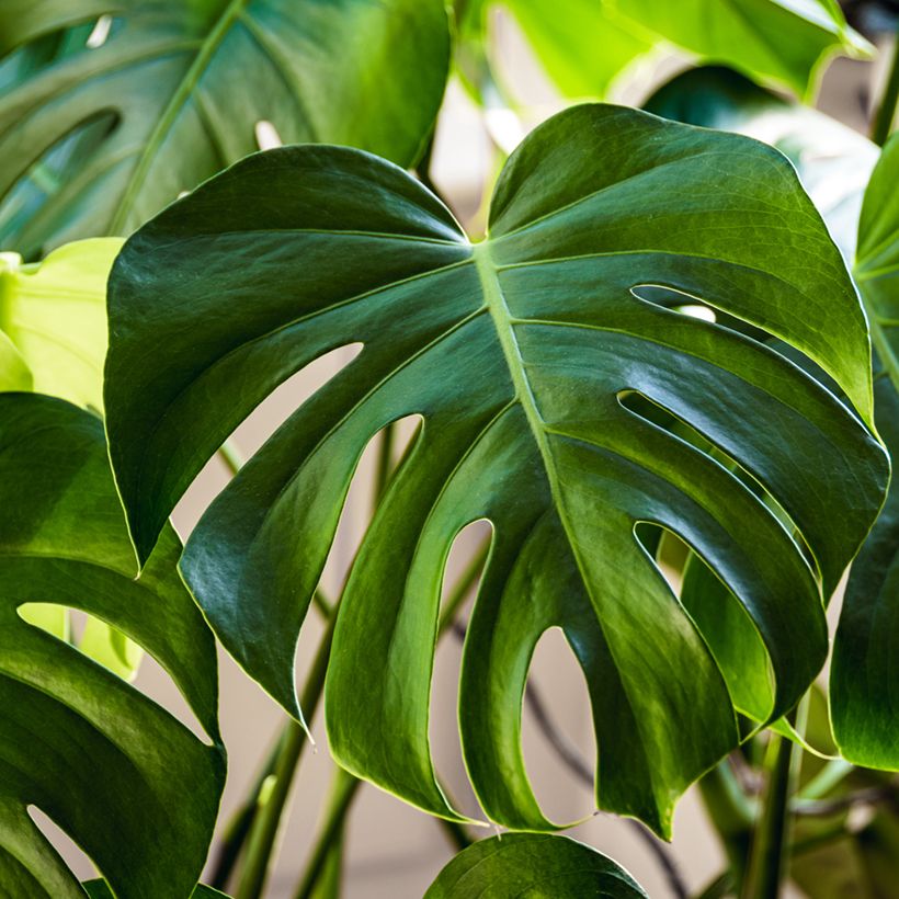 Monstera deliciosa em sementes (Folhagem)