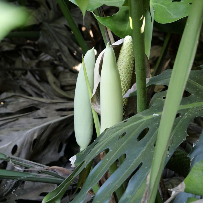 Monstera deliciosa em sementes (Floração)