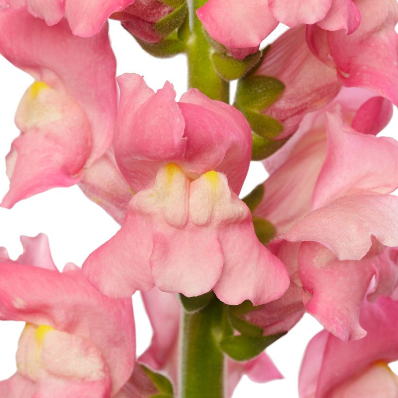 Antirrhinum Boca (Floração)