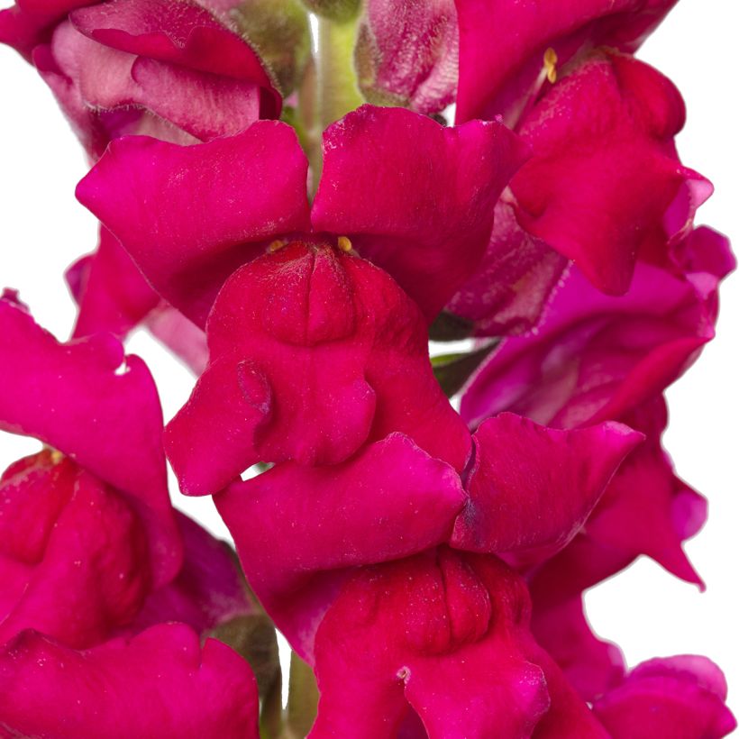 Antirrhinum Orleans Lilac em sementes (Floração)