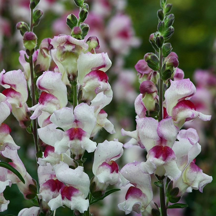 Antirrhinum Lucky Lips em sementes (Floração)