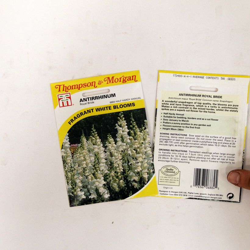 Exemplo de amostra de Graines de Muflier Royal Bride - Antirrhinum majus per pack of 2550 seeds (0,4g) tal como entregue