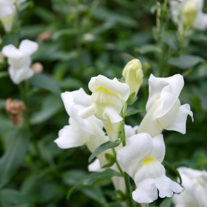 Antirrhinum Royal Bride em sementes (Floração)