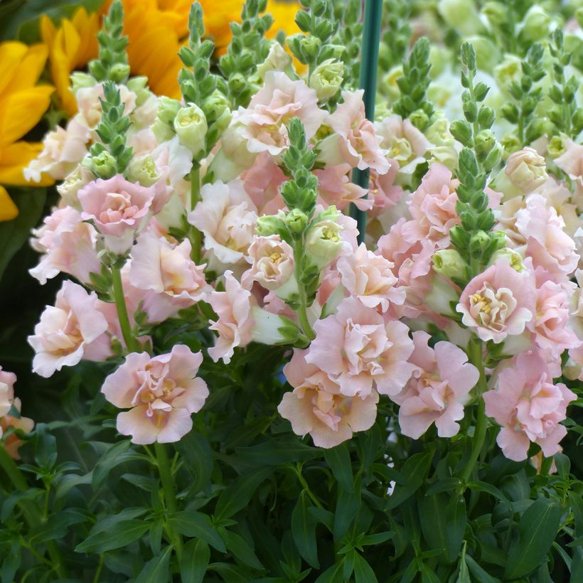 Antirrhinum F1 Snapstar Champagne em sementes - Boca-de-lobo (Floração)