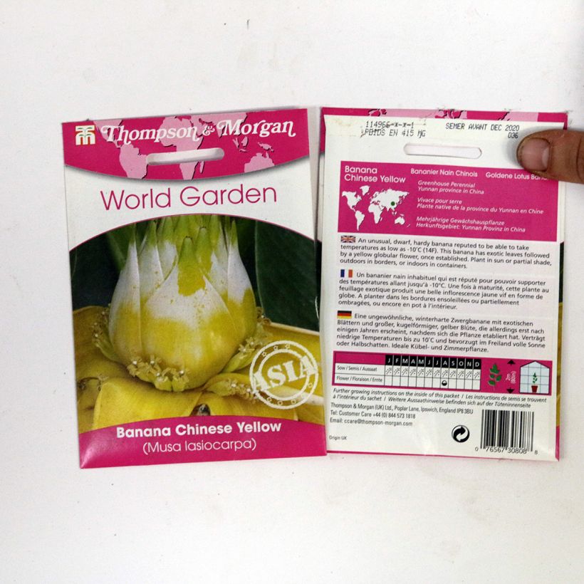 Exemplo de amostra de Graines de Musa lasiocarpa - Bananier Nain Chinois die Tüte mit 4 Samen tal como entregue