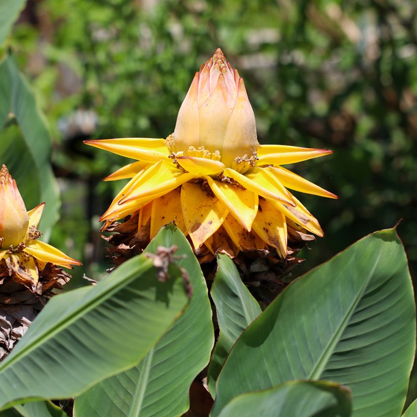 Musella lasiocarpa em sementes (Floração)