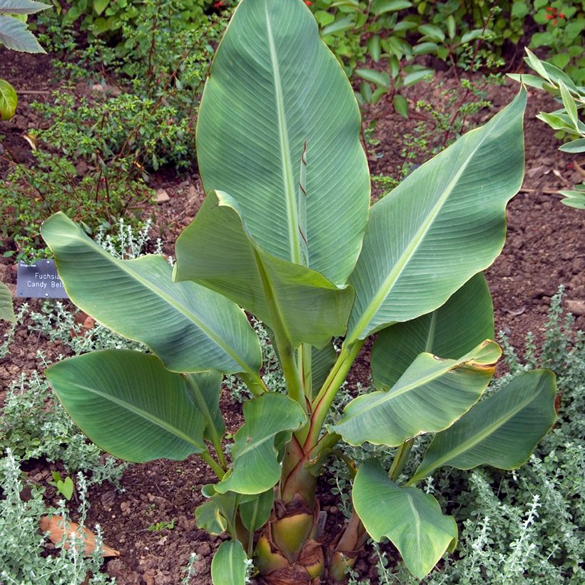 Musella lasiocarpa em sementes (Hábito)