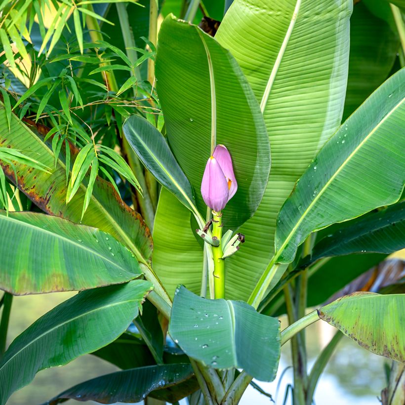 Musa velutina em sementes - Bananeira-rosa (Folhagem)