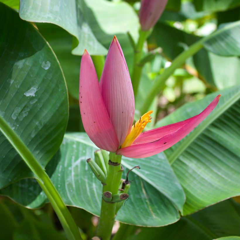 Musa velutina em sementes - Bananeira-rosa (Floração)