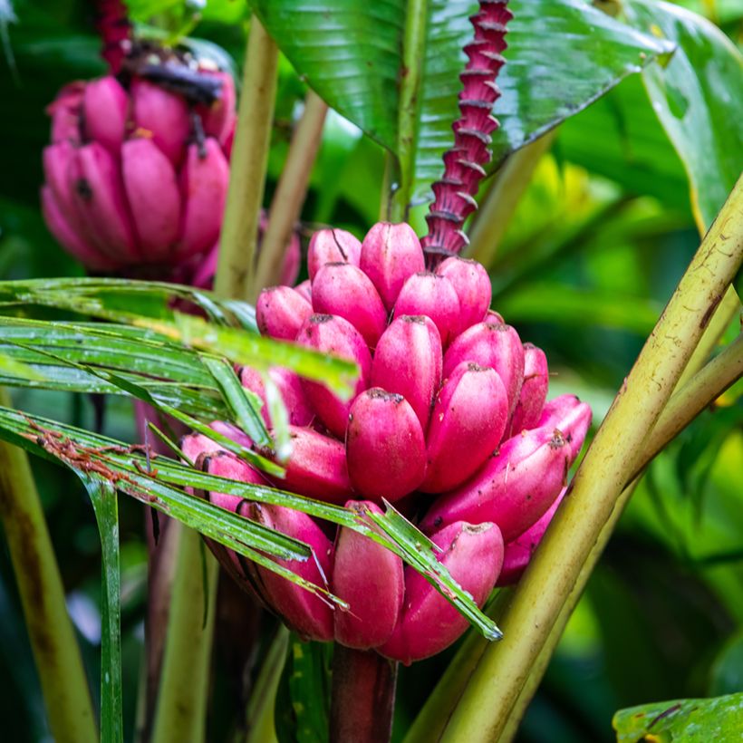 Musa velutina em sementes - Bananeira-rosa (Colheita)