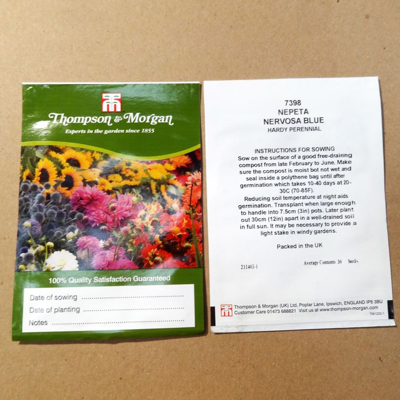 Exemplo de amostra de Graines de Nepeta nervosa Blue Moon - Chataire nervurée per pack of 30 seeds tal como entregue