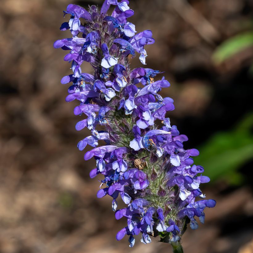 Nepeta nervosa Blue Moon em sementes (Floração)