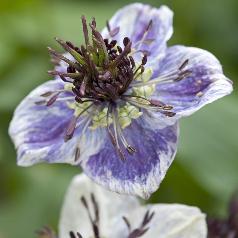 Nigella papillosa Delft Blue em sementes (Floração)