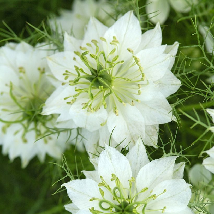 Nigella damascena Branca à capsule verte em sementes (Floração)
