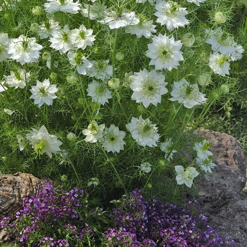 Nigella damascena Branca à capsule verte em sementes (Hábito)