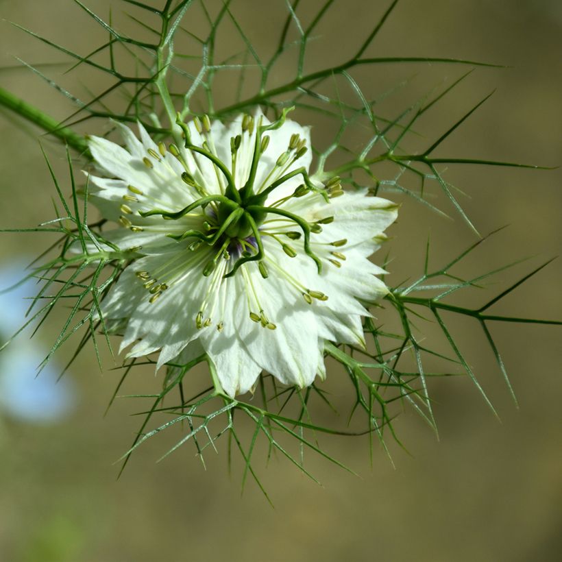 Nigella damascena Albion Green Pod em sementes biológico (Floração)