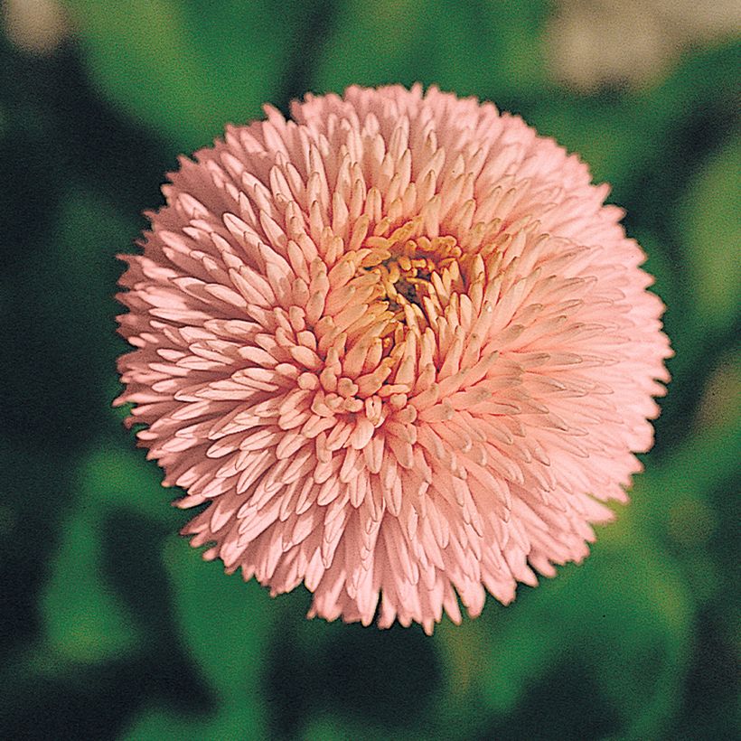 Bellis perennis Robella em sementes (Floração)