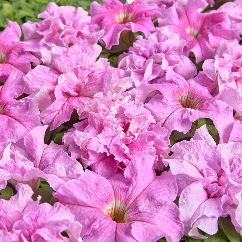 Petúnia grandiflora Peace em sementes (Floração)