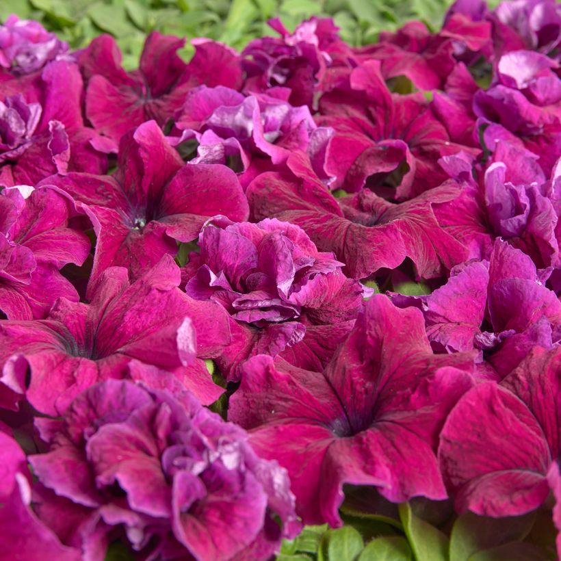 Petúnia grandiflora Purple Dwarf em sementes (Floração)