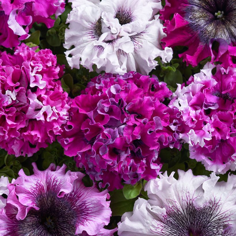 Petúnia grandiflora Superbissima Cerny's Triumph em sementes (Floração)
