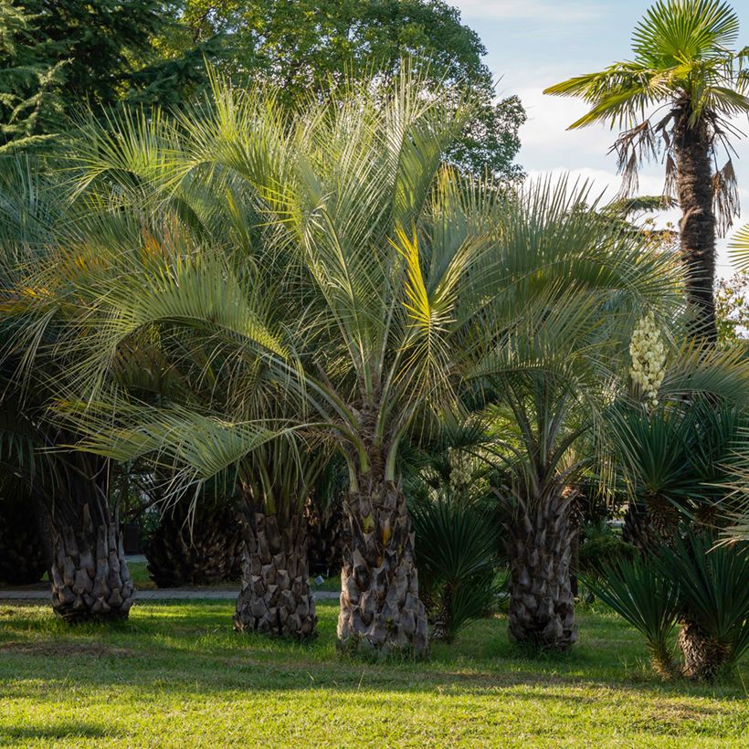 Butia capitata em sementes (Hábito)