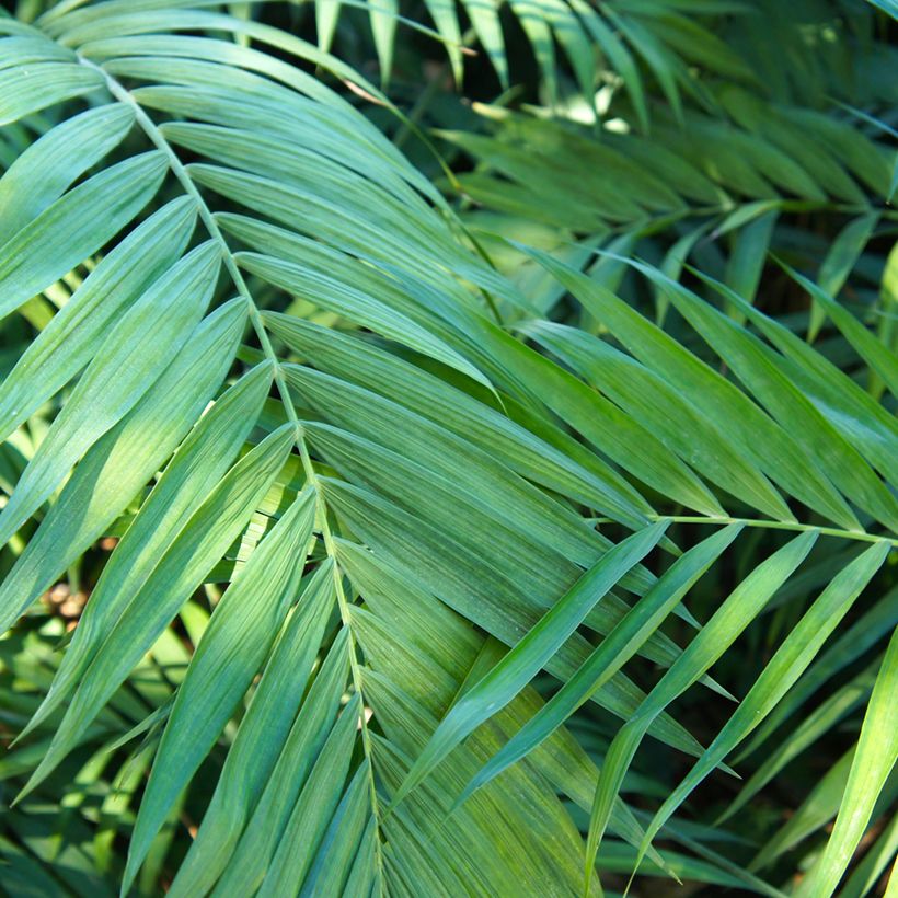 Chamaedorea elegans Collinea em sementes (Folhagem)