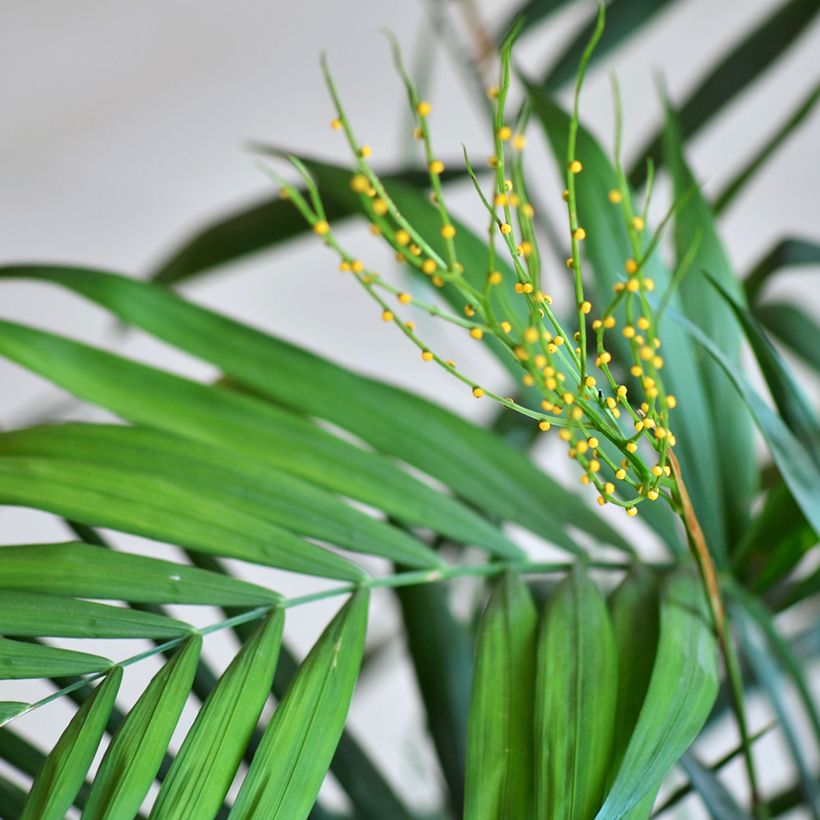 Chamaedorea elegans Collinea em sementes (Floração)