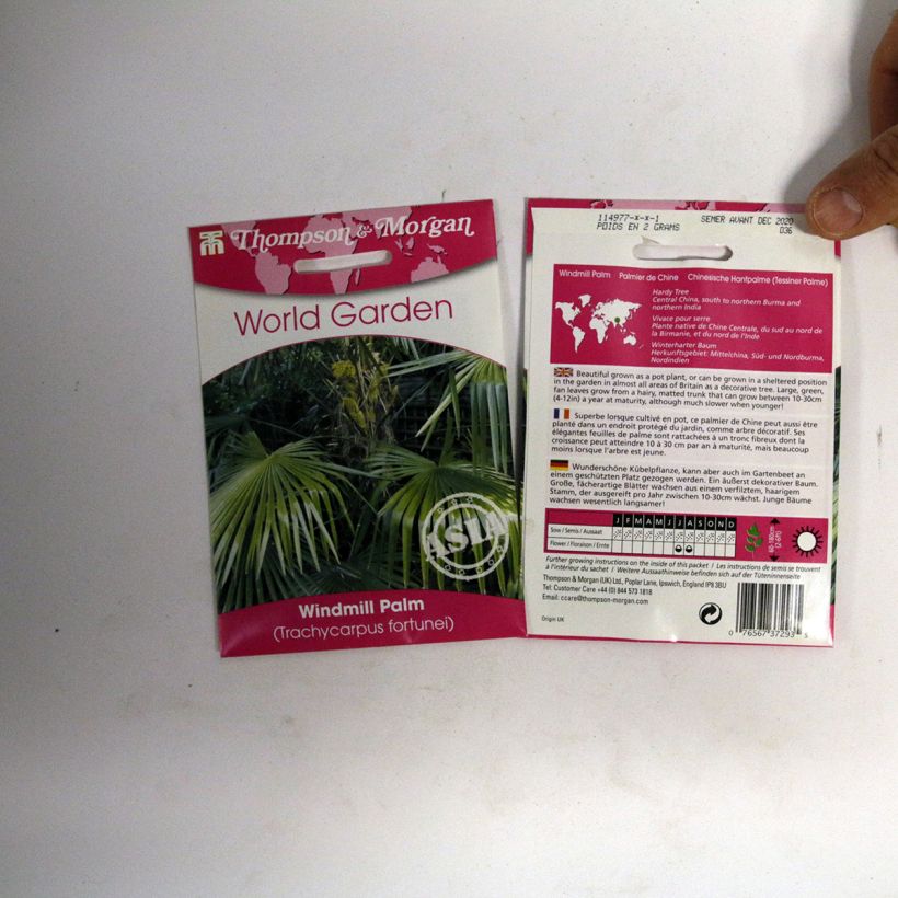 Exemplo de amostra de Trachycarpus fortunei em sementes - Palmeira-excelsa o saco de 5 sementes aproximadamente (3g) tal como entregue